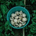 Mediterranean Snacks with Mushrooms CarbWise low-carb healthy food