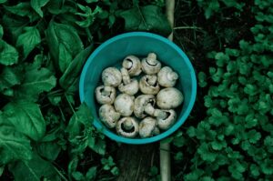 Mediterranean Snacks with Mushrooms CarbWise low-carb healthy food