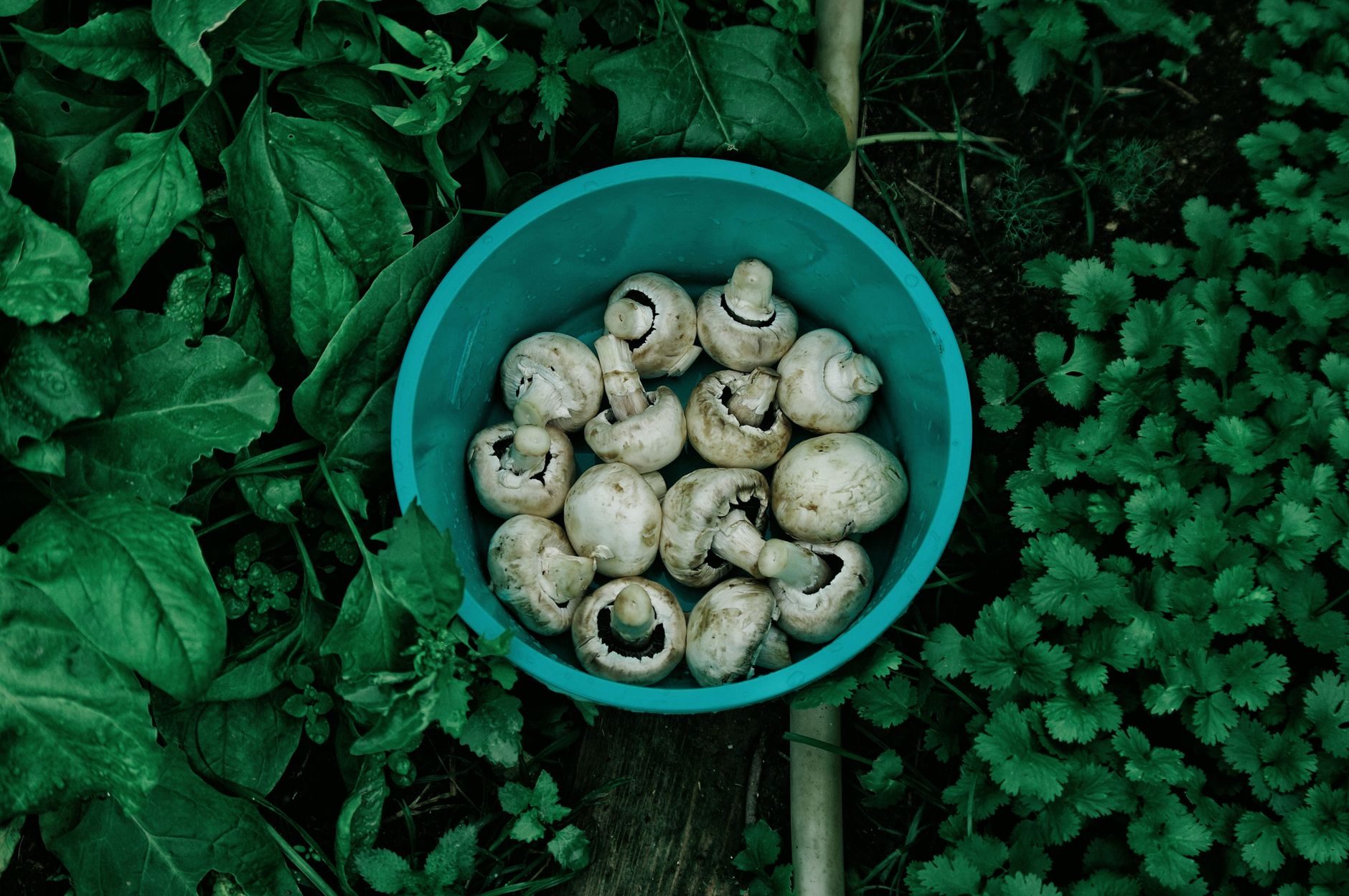 Mediterranean Snacks with Mushrooms CarbWise low-carb healthy food
